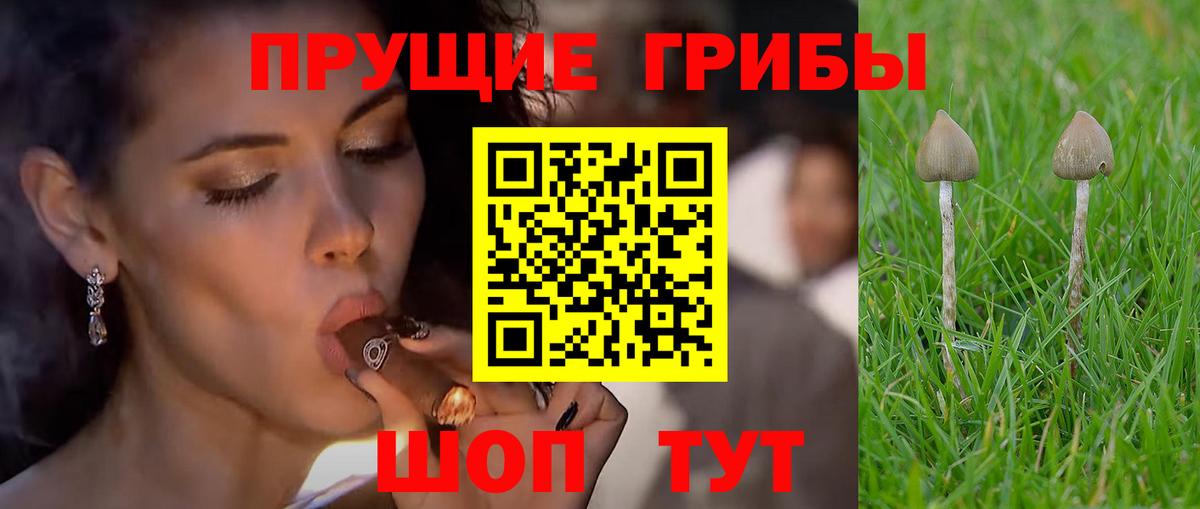 Псилоцибиновые грибы GOLDEN TEACHER  Гурьевск 